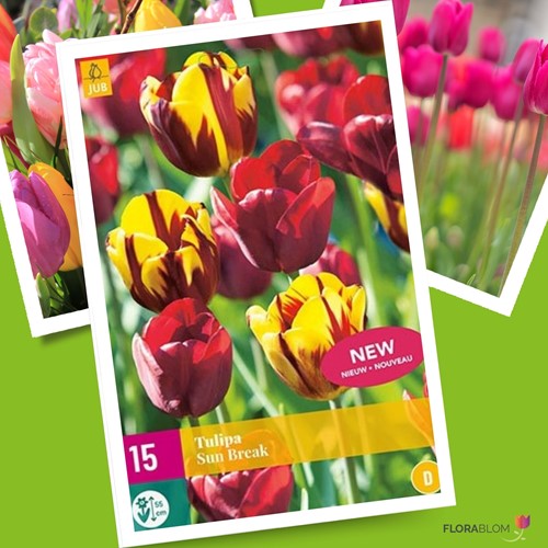 Tulp Sun Break - Tulipa triumph