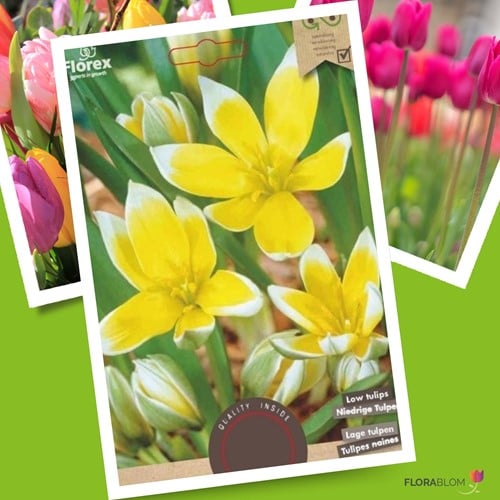 Tulp Tarda Dasystemon