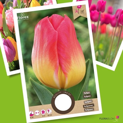 Tulp Tom Pouce – Tulipa