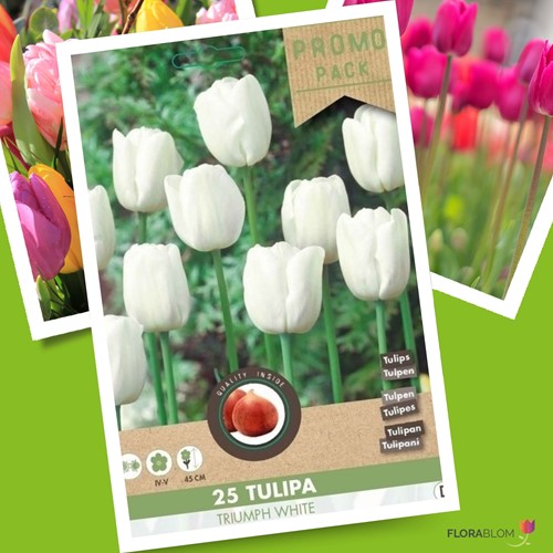 Tulp Triumph Wit