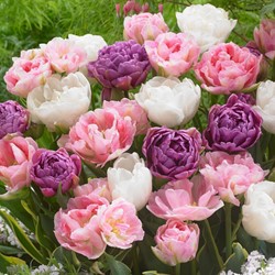 Tulp Danielle mix - Tulipa double