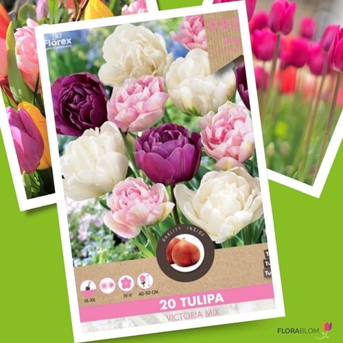 Tulp Victoria Mix