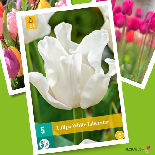 Tulp White Liberstar - Tulipa