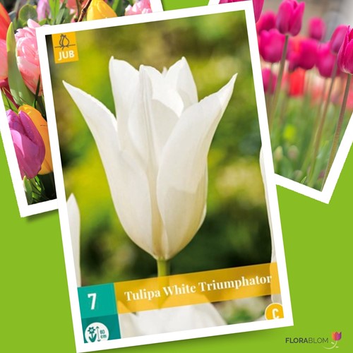 Tulp White Triumphator