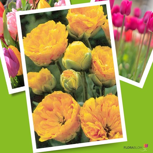 Tulp Yellow Pomponette