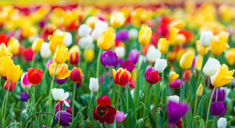 Tulpenbollen planten