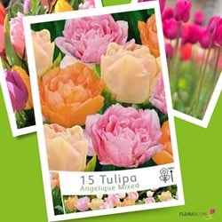 Tulpen Angelique Mix