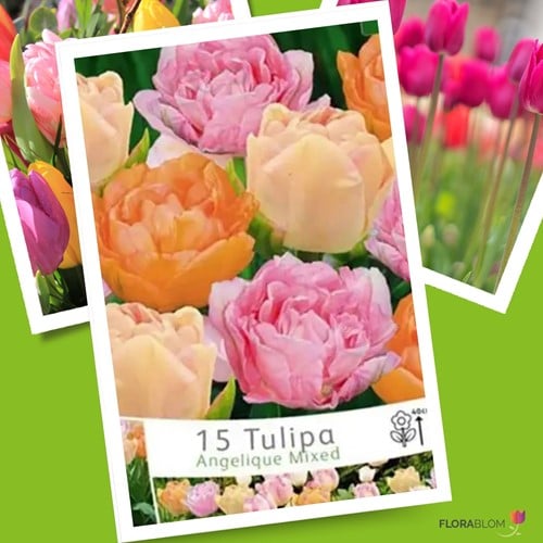 Tulpen Angelique Mix