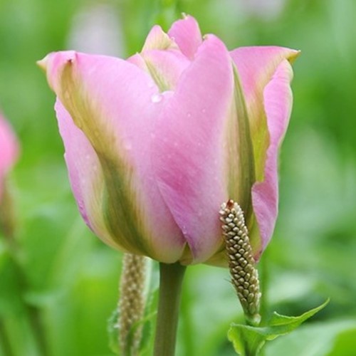 Tulpen Groenland - Tulipa