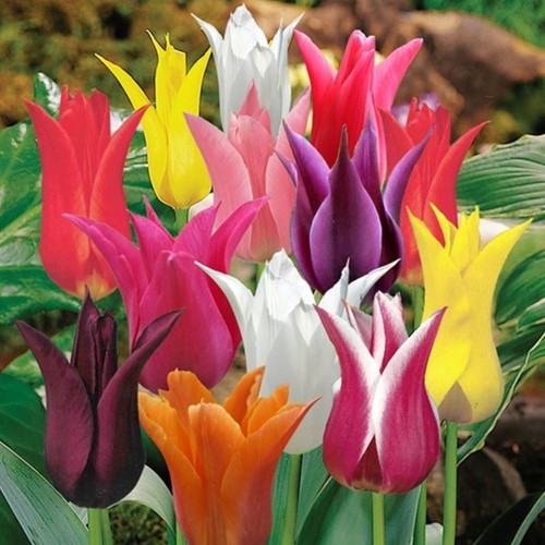 Tulpen Leliebloemig Mix