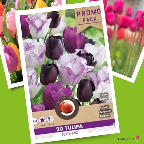 Tulpen Perla Mix