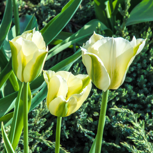 Tulpen Spring Green