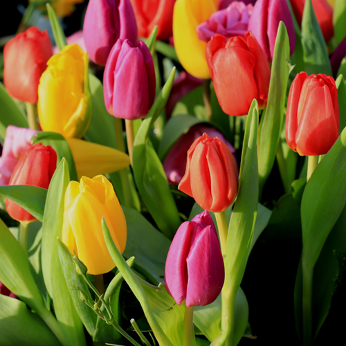 Tulpen Triumph Mix - Tulipa