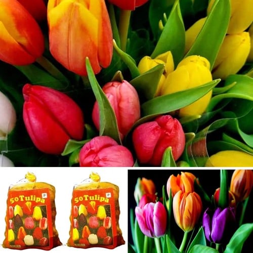 Tulpenbollen Darwin Mix direct leverbaar (2x XL-Verpakking)