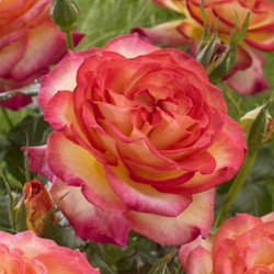 Roos Two Colors - Rosa