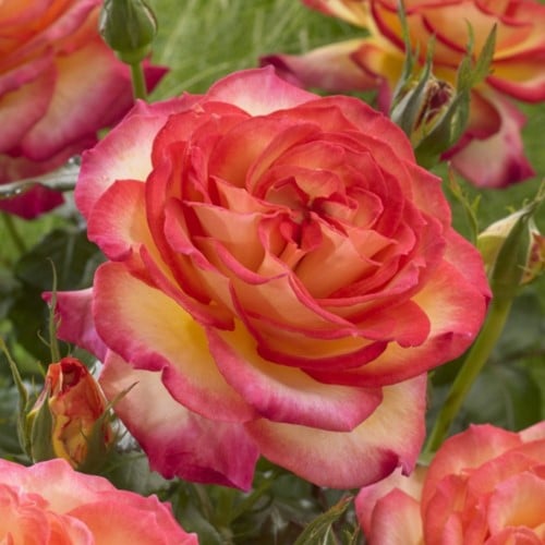Roos Two Colors - Rosa