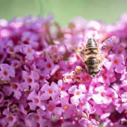 Vlinderstruik Pink Delight - Buddleja