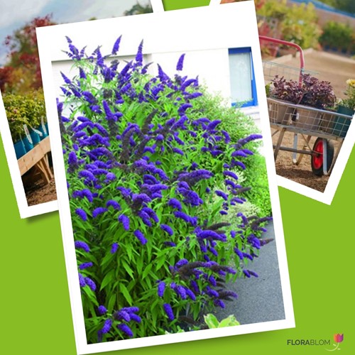 Vlinderstruik Blauw - Buddleja