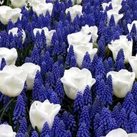 Voorjaarsbloeiers Mix Blauw & Wit