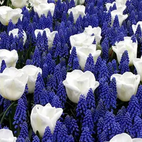 Voorjaarsbloeiers Mix Blauw & Wit
