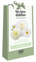 We Love Dahlias - White Love