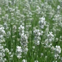 Witte Lavendel - Lavandula angustifolia Alba (Sixpack)
