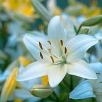 Aziatische Lelie Wit - Lilium