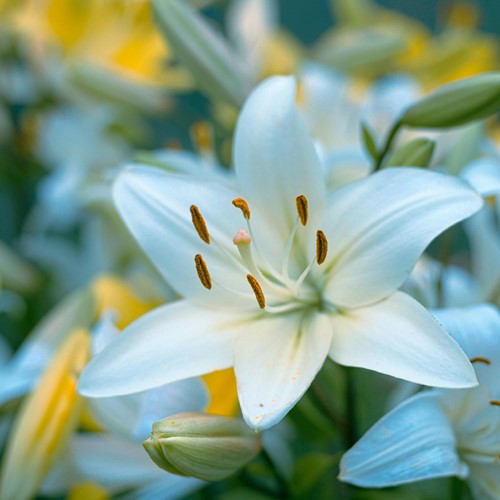 Aziatische Lelie Wit - Lilium