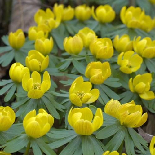 Winterakoniet - Eranthis Hyemalis (Grootverpakking)
