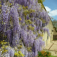 Wisteria sinensis - Chinese Blauwe regen