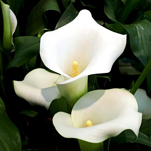 Aronskelk Wit  - Calla