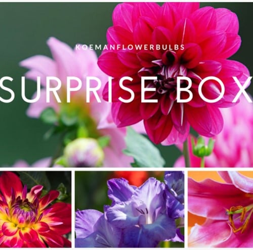 Zomer Bloembollen Surprise pack 3