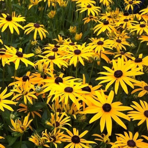 Zonnehoed Goldsturm - Rudbeckia (Sixpack)